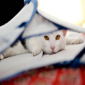 고양이 운동시키는 3가지 꿀팁 살 빠지는 효과 대박으로 건강을 챙기세요