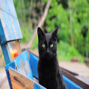 고양이 사료 하루 2번 주면 생기는 변화 놀라운 효과와 함께 확인해보세요