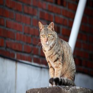 고양이 사료 가격대별 차이점 5분 정리 현명한 선택을 위한 필수 체크리스트